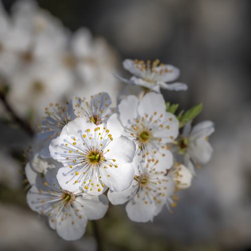 Natur pur-