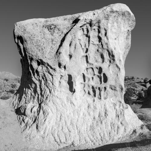 Natur pur monochrom