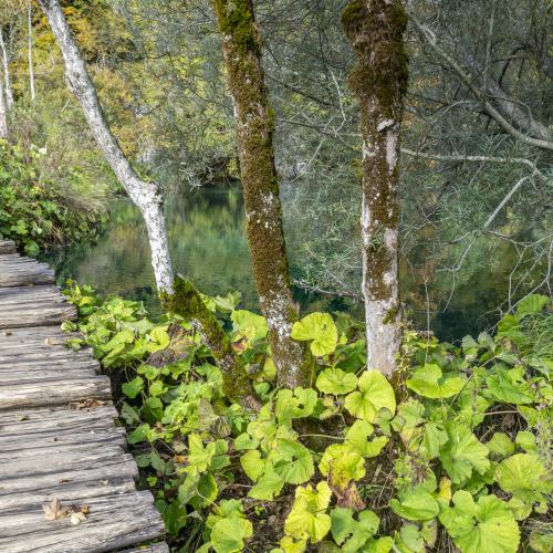 Wald und Wasser