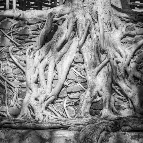 Bäume monochrom