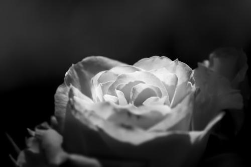DSC6490-NEF DxO DeepPRIMEXD-2