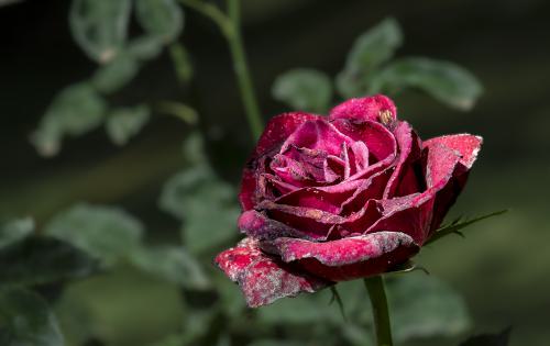 DSC6503-NEF DxO DeepPRIMEXD-2