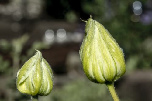 DSC1457-NEF DxO DeepPRIMEXD