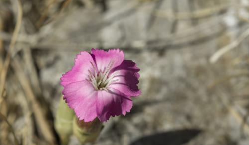 DSC2115-NEF DxO DeepPRIMEXD-2
