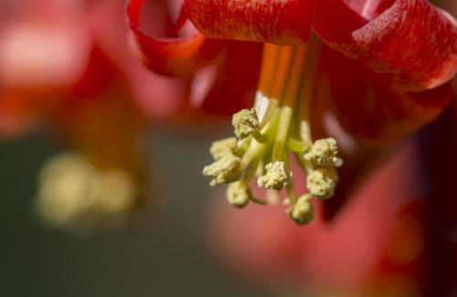 DSC4886-NEF DxO DeepPRIMEXD-2