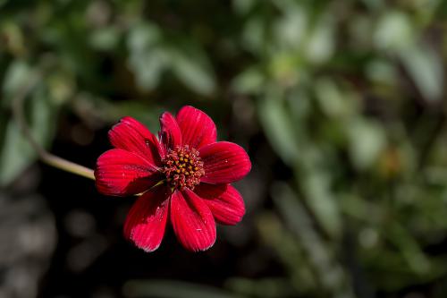 DSC 0350-NEF DxO DeepPRIMEXD-2