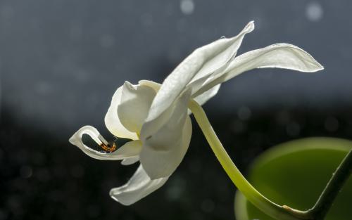 DSC 3173-NEF DxO DeepPRIMEXD