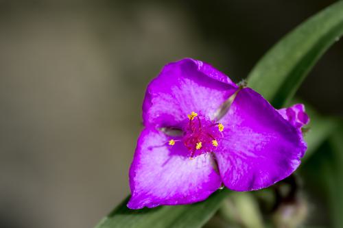 DSC 9967-NEF DxO DeepPRIMEXD