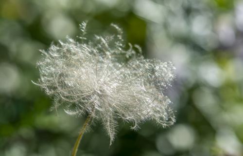 DSC1990-NEF DxO DeepPRIMEXD