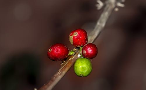 DSC 2859-NEF DxO DeepPRIMEXD-2