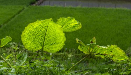 DSC3935-NEF DxO DeepPRIMEXD