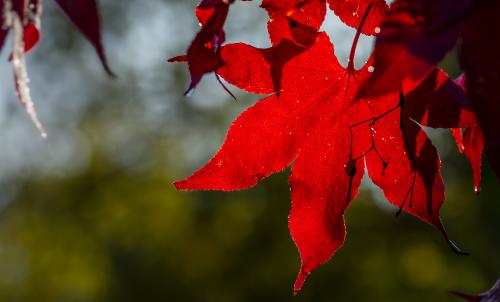 DSC5791-NEF DxO DeepPRIMEXD