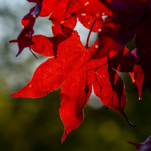 DSC5793-NEF DxO DeepPRIMEXD