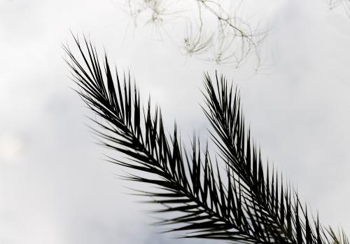 DSC8173-NEF DxO DeepPRIMEXD