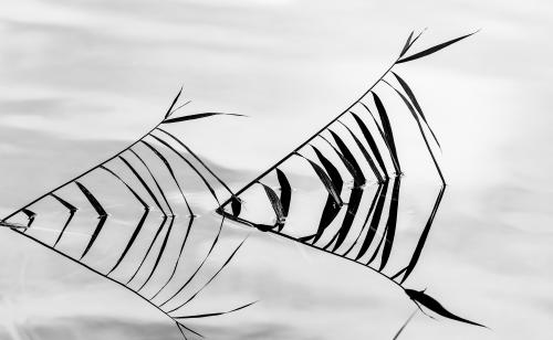 Grünzeug monochrom