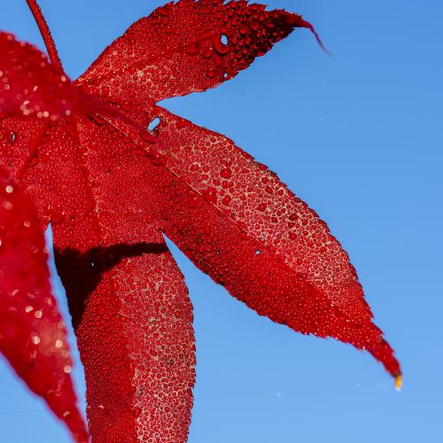 DSC5790-NEF DxO DeepPRIMEXD