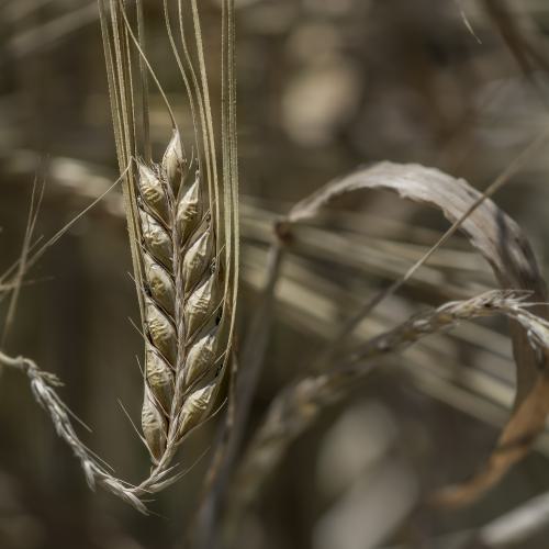 DSC7952-NEF DxO DeepPRIMEXD