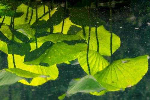 DSC7982-NEF DxO DeepPRIMEXD