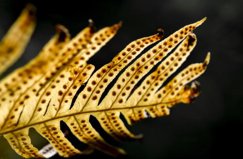 DSC7990-NEF DxO DeepPRIMEXD