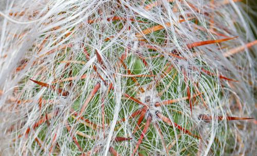 DSC8123-NEF DxO DeepPRIMEXD