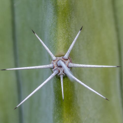 DSC8167-NEF DxO DeepPRIMEXD