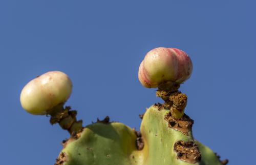 DSC8435-NEF DxO DeepPRIMEXD