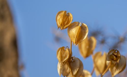 DSC8571-NEF DxO DeepPRIMEXD