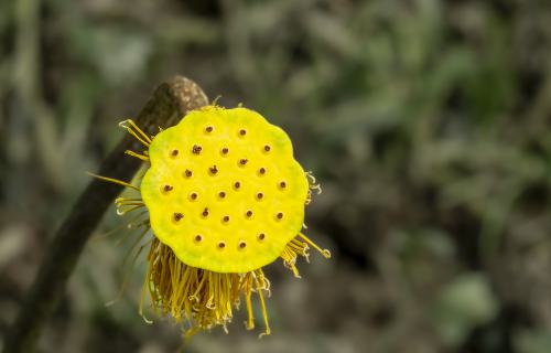 DSC9744-NEF DxO DeepPRIMEXD