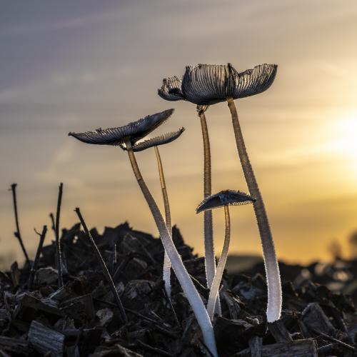 DSF0640-RAF DxO DeepPRIMEXD