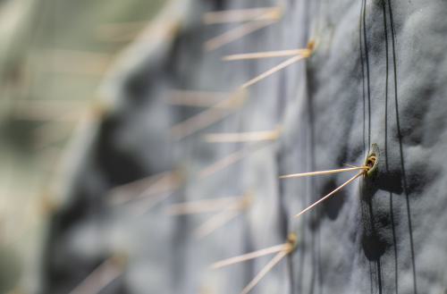 unbenannt-299299 DSC2565-Verbessert-RR299-dng DxO DeepPRIMEXD