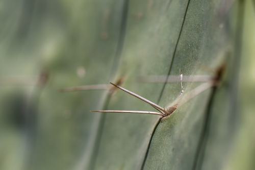 unbenannt-300300 DSC2569-Verbessert-RR300-dng DxO DeepPRIMEXD