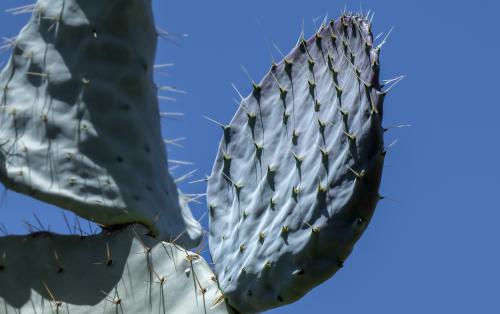 unbenannt-302302 DSC2578-Verbessert-RR302-dng DxO DeepPRIMEXD