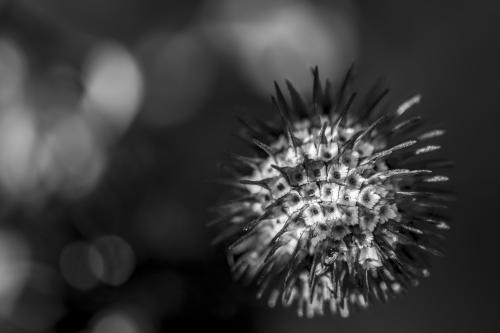 DSC5827-NEF DxO DeepPRIMEXD