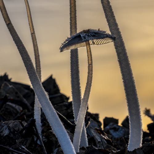 Pilze und Flechten