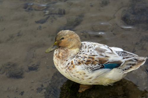 DSC7167-NEF DxO DeepPRIMEXD