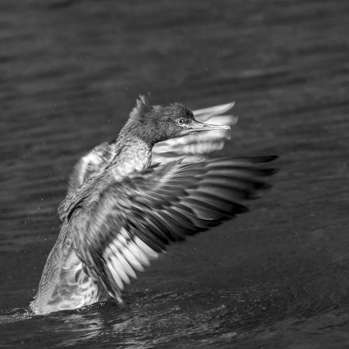 DSC7311-NEF DxO DeepPRIMEXD