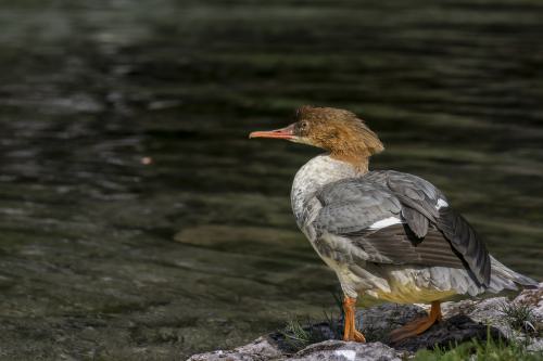 DSC7314-NEF DxO DeepPRIMEXD