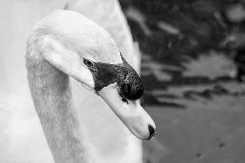 DSC 8021-NEF DxO DeepPRIMEXD