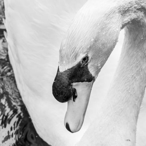 DSC 8025-NEF DxO DeepPRIMEXD
