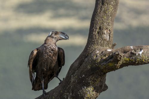 DSC3243-NEF DxO DeepPRIMEXD