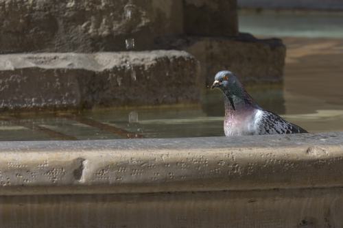 DSC6879-NEF DxO DeepPRIMEXD