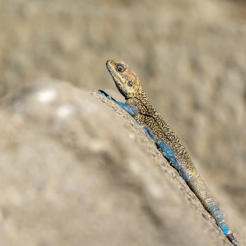 Reptilien