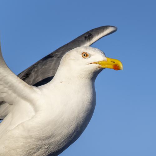 Möwen