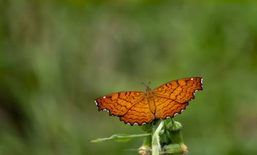 DSC2000-NEF DxO DeepPRIMEXD