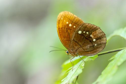 DSC5809-NEF DxO DeepPRIMEXD