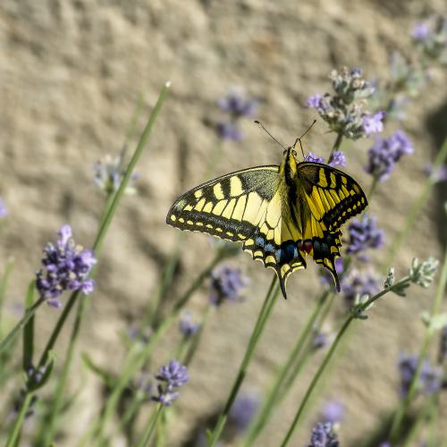 DSC6021-NEF DxO DeepPRIMEXD