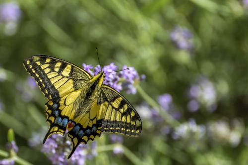 DSC6031-NEF DxO DeepPRIMEXD