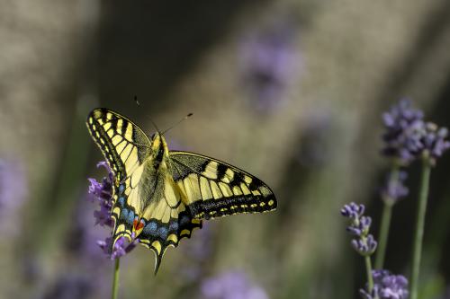 DSC6043-NEF DxO DeepPRIMEXD