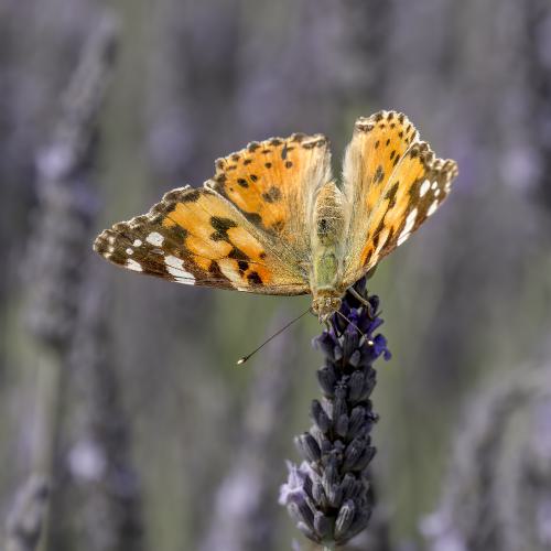 Schmetterlinge