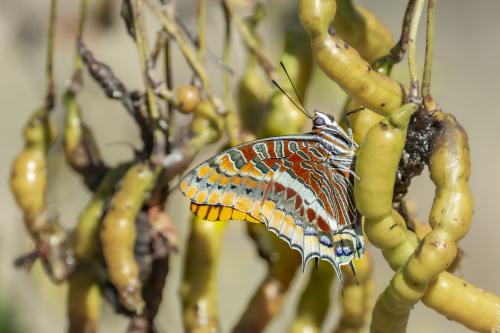 DSC7375-NEF DxO DeepPRIMEXD
